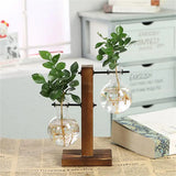 Hydroponic Plant Vase